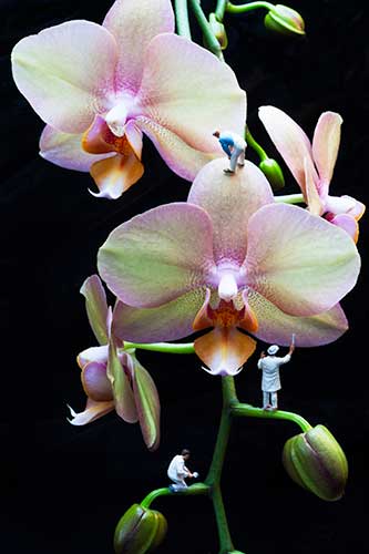 Orchid Painters