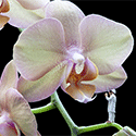 Orchid Masterpiece